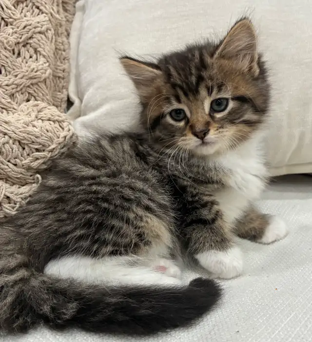 Chaton Sibérien Hypoallergene