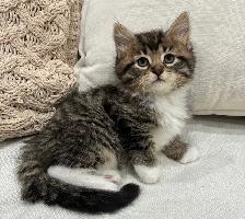 Chaton Sibérien Hypoallergene - Photo 3