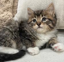 Chaton Sibérien Hypoallergene - Photo 4