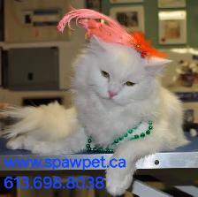 CERTIFIED DOG AND CAT GROOMER - Photo 2