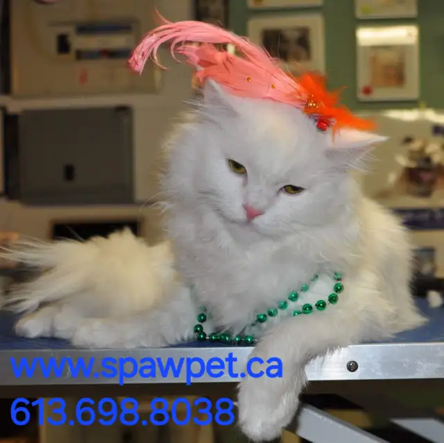 CAT GROOMER - CERTIFIED