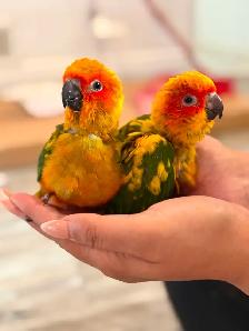 Sun conure babes