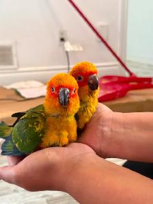 Sun conure babes - Photo 2