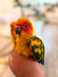 Sun conure babes - Photo 3