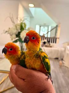 Sun conure babes - Photo 4