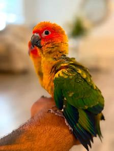 Sun conure babes - Photo 5