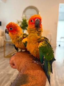 Sun conure babes - Photo 6