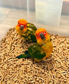 Sun conure babes - Photo 7