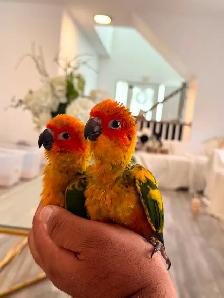 Sun conure babes - Photo 8