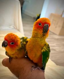 Sun conure babes - Photo 9