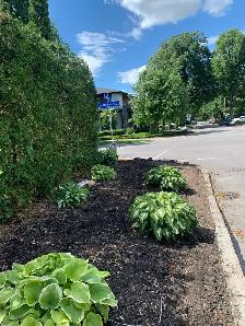 Reliable Local Yard Work