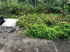 Reliable Local Yard Work - Photo 9