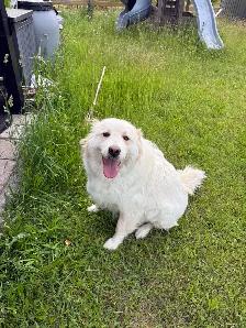 Working Dog - Photo 2