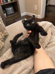 Sweet Kitten Looking for a Loving Home