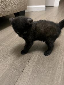 Sweet Kitten Looking for a Loving Home - Photo 2