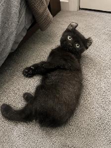 Sweet Kitten Looking for a Loving Home - Photo 3