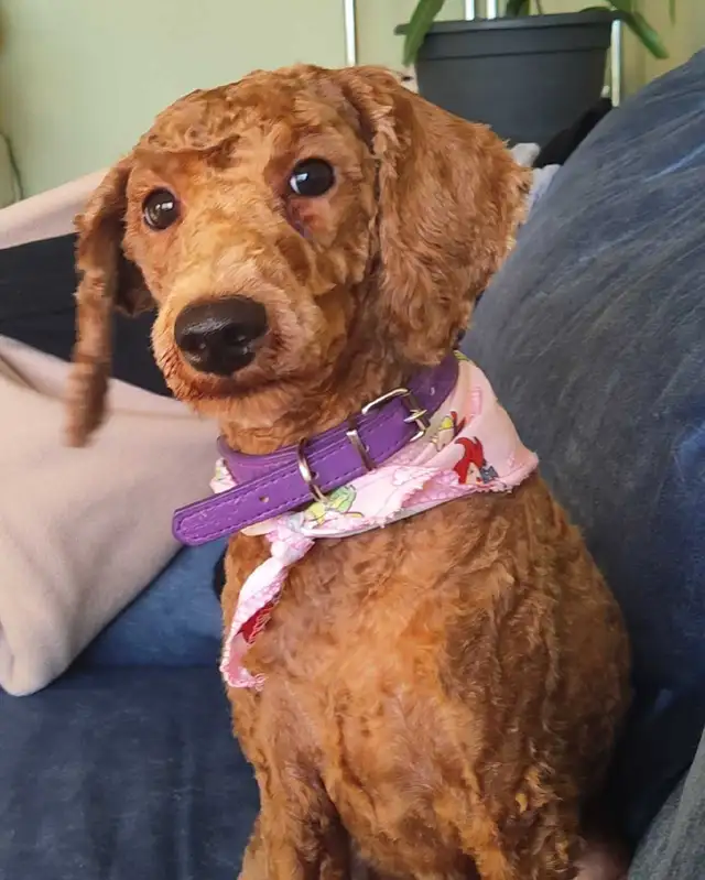 toy poodle