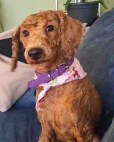toy poodle