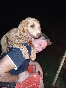 toy poodle - Photo 2
