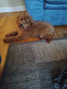 toy poodle - Photo 3