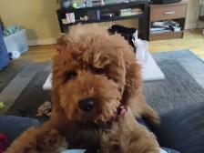 toy poodle - Photo 4