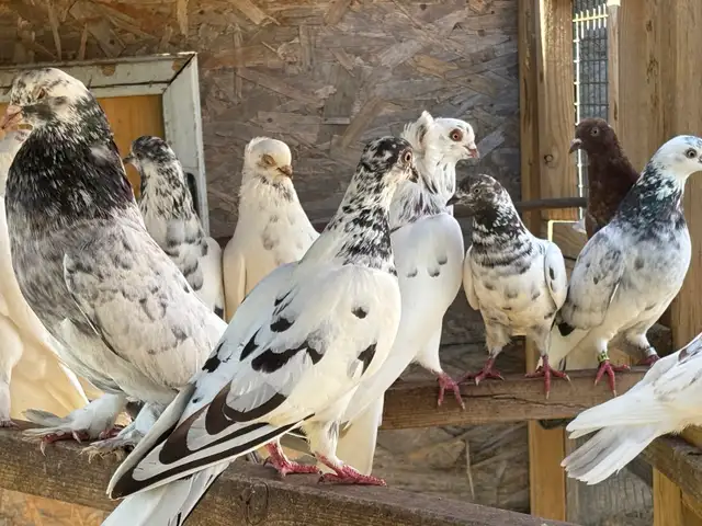 pigeons for sale