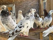 pigeons for sale