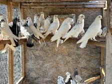 pigeons for sale - Photo 2