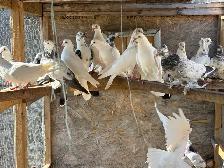 pigeons for sale - Photo 3