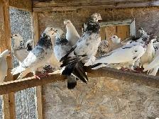 pigeons for sale - Photo 4