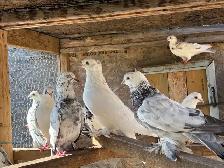 pigeons for sale - Photo 5