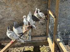 pigeons for sale - Photo 6