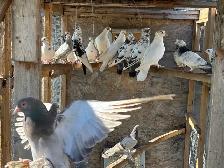 pigeons for sale - Photo 7