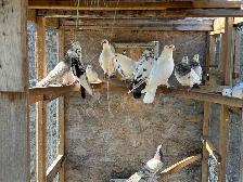 pigeons for sale - Photo 8