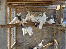 pigeons for sale - Photo 9