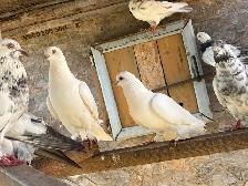 pigeons for sale - Photo 10
