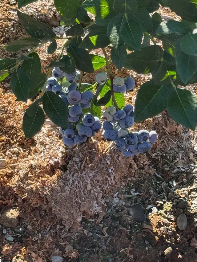 Blueberry Pickers Wanted