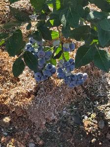 Blueberry Pickers Wanted