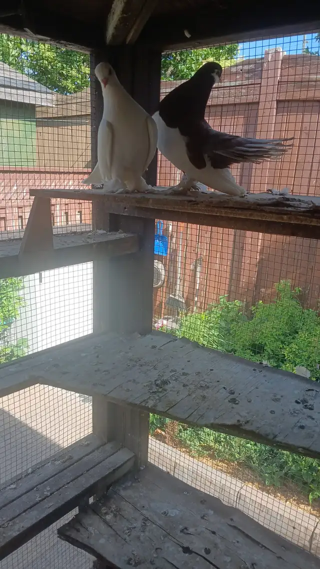 Old German Owl (Ovil) Pigeon pair for sale