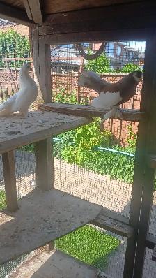 Old German Owl (Ovil) Pigeon pair for sale - Photo 2