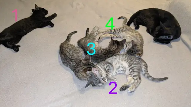 Adorables chatons prêts pour adoption