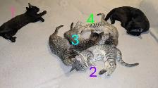 Adorables chatons prêts pour adoption