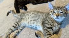 Adorables chatons prêts pour adoption - Photo 2