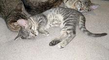Adorables chatons prêts pour adoption - Photo 3