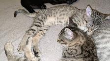 Adorables chatons prêts pour adoption - Photo 4