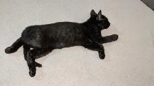 Adorables chatons prêts pour adoption - Photo 5