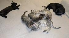 Adorables chatons prêts pour adoption - Photo 6