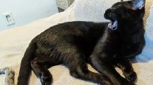 Adorables chatons prêts pour adoption - Photo 7