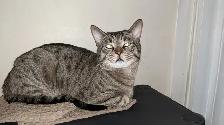 Adorables chatons prêts pour adoption - Photo 8