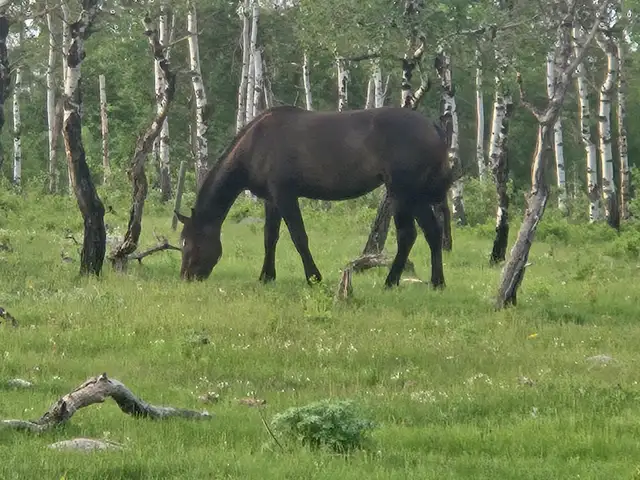 HORSES WANTED